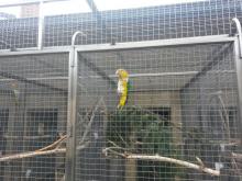 V papouščí ZOO Bosovice