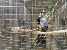 V Papouščí ZOO Bosovice