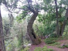 Starý dub na Visecké skále
