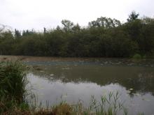 PP Podhradské tůně - Everglades