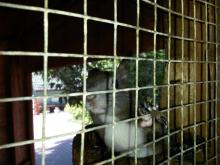 Jsme navštívili záchrannou stanici zvířat, kde vystavovali své svěřence, zejména početnou skupinu veverek