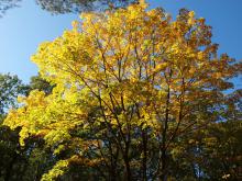 Podzim zabarvil stromy do zlatova.