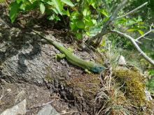 Tam jsme potkali například tuto ještěrku zelenou.