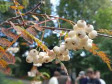 Jeřáb Koehnův původem z Číny nás uvítal u vchodu do arboreta.