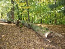 V zámeckém parku ve Vlašimi leží i kmeny padlých stromů.