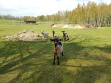 Stádo koz a ovcí nedaleko Veveří