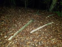 Místa na stavbu pařenišť nebylo mnoho a tak musel ustoupit například tento suchý strom.