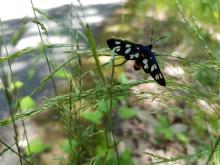 Běloskvrnáč pampeliškový je vzácný motýl, kterho je možné vidět zejména v červnu.