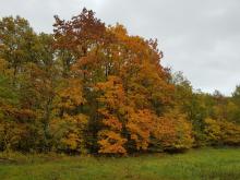 V půlce října jsou stromy nejbarevnější.