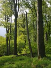 Bukový les kolem vrchu Ocásek je přírodní rezervací