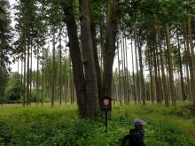 Pamtný strom "Pět dubů" bylo jedno z mála turisticky významných míst na trase.