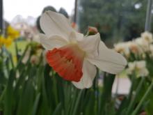 11. března - po několika letech jsme opět vyrazili za květinami na Pražský Hrad