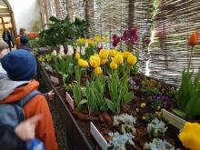 11. března - Výstava obsahuje řadu jarních zahradních květin v nejrůznějších barvách