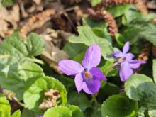 A také, samozřejmě, potěšit se kvetoucími fialkami.