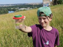 8. června - kobylky zelené tu byly hojné a bezpochyby největší z přítomných hmyzáků