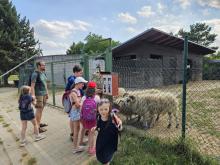 22. června - nejvíce zábavy skýtaly valašské ovce, které se ochotně nechaly krmit
