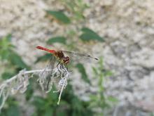 Vzhledem k množství fotek, necítím potřebu je doplňovat pohledy na přírodu, ale přece jen jich pár uvedu, jako tuto vážku rudou, které se v okolí tábora vyskytovaly celou dobu.
